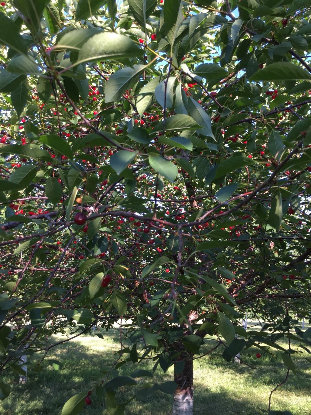Cherry Picking in Door County